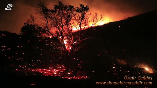 bodrum orman yangıni - 5000'inci stock videom